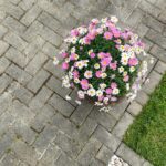 Tuin reiniging met behulp van een professionele hogedrukreiniger.