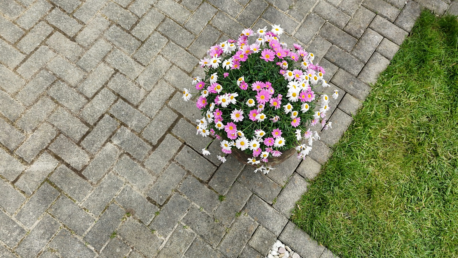 Tuin reiniging met behulp van een professionele hogedrukreiniger.