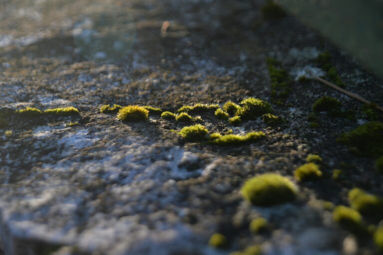 Professioneel mos verwijderen van terras en oprit met zichtbare verbetering van tegels en klinkers